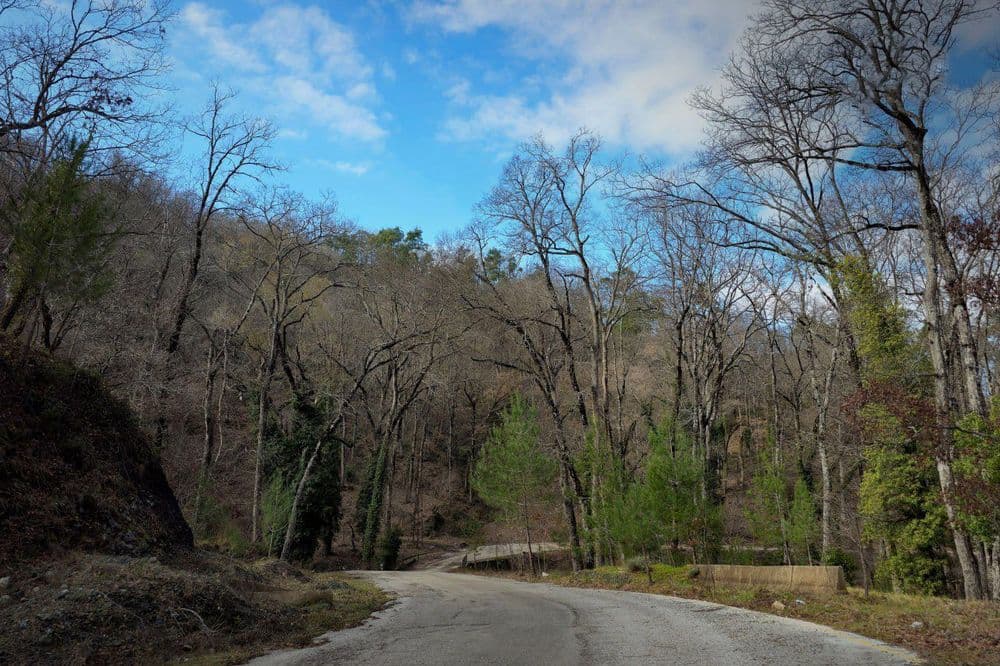 Al-Furunluq Forests: Fronloq Forests